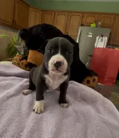 Leónidas , a male American Pit Bull Terrier for sale in Pittston, PA – Photo 1 of 3