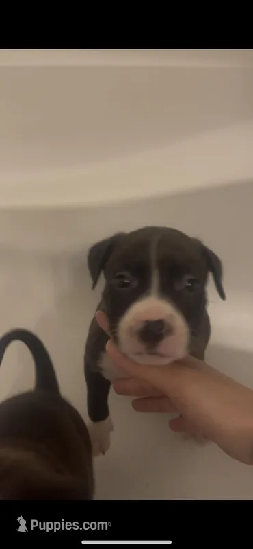 Leónidas  – American Pit Bull Terrier puppy for sale in Pittston, PA