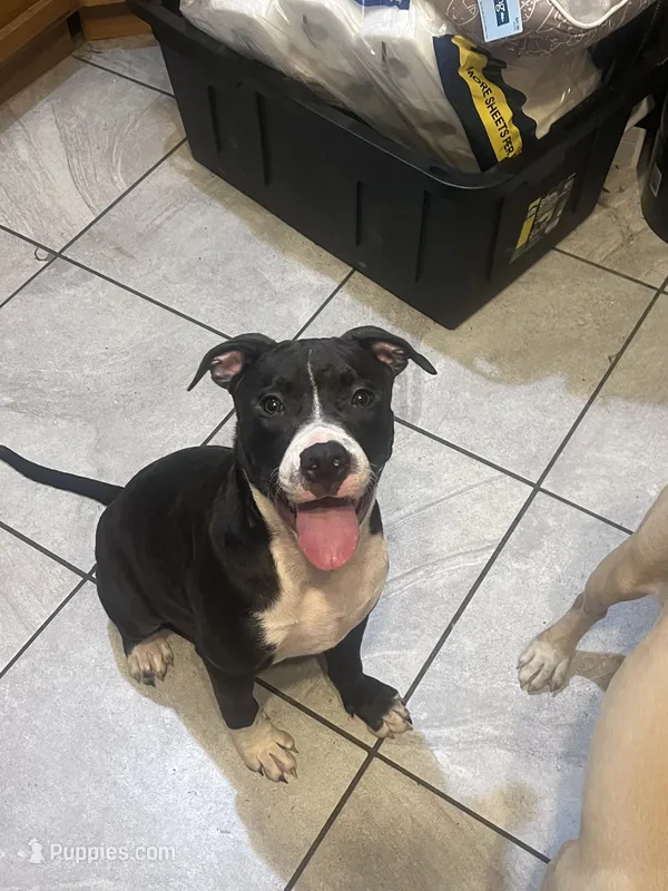 Gordito – American Pit Bull Terrier puppy for sale in Pittston, PA