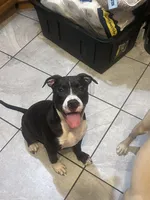 Gordito, a male American Pit Bull Terrier for sale in Pittston, PA – 1 of 4