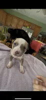 Mountain , a male American Pit Bull Terrier for sale in Pittston, PA – 3 of 3