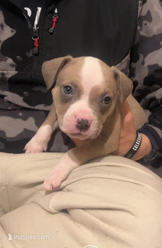 Mountain , a male American Pit Bull Terrier for sale in Pittston, PA – 1 of 3