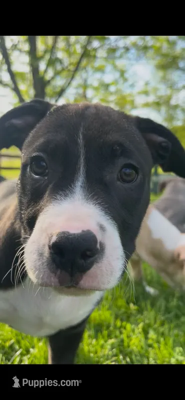 Gordito – American Pit Bull Terrier puppy for sale in Pittston, PA