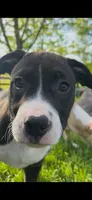 Leónidas , a male American Pit Bull Terrier for sale in Pittston, PA – 2 of 3