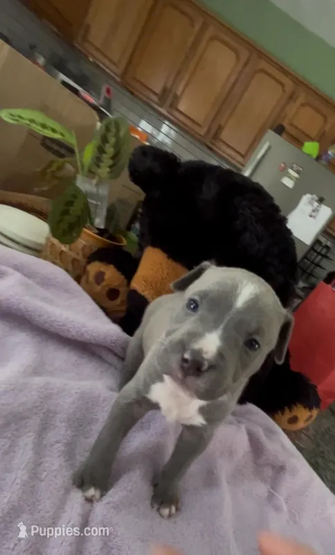 Bluey – American Pit Bull Terrier puppy for sale in Pittston, PA