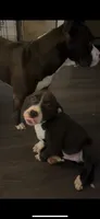Gordito, a male American Pit Bull Terrier for sale in Pittston, PA – 3 of 3