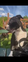 Leónidas , a male American Pit Bull Terrier for sale in Pittston, PA – 3 of 3