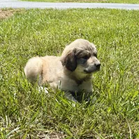 Woody, a male Australian Shepherd and Great Pyrenees for sale in Lynchburg, VA – Photo 4 of 5