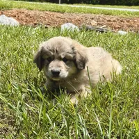 Woody, a male Australian Shepherd and Great Pyrenees for sale in Lynchburg, VA – Photo 5 of 5