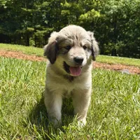 Woody, a male Australian Shepherd and Great Pyrenees for sale in Lynchburg, VA – Photo 2 of 5