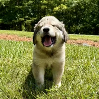 Woody, a male Australian Shepherd and Great Pyrenees for sale in Lynchburg, VA – Photo 1 of 5