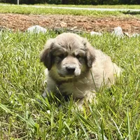 Woody, a male Australian Shepherd and Great Pyrenees for sale in Lynchburg, VA – Photo 3 of 5