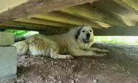 Moses, a male Great Pyrenees for sale in Lynchburg, VA – 4 of 6