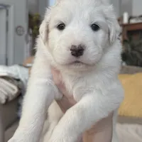 Dandi, a female Australian Shepherd and Great Pyrenees for sale in Lynchburg, VA – Photo 3 of 4