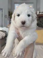 processed/462f3d09-0f96-4797-8734-057138279c53/listing/12eb7dc8-cf90-4a7f-aabd-623c2eb227a8/0fc45f25-a991-46b9-8da0-a44c7c5f04c6