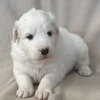 Dandi, a female Australian Shepherd and Great Pyrenees for sale in Lynchburg, VA – Photo 2 of 4