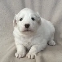 Dandi, a female Australian Shepherd and Great Pyrenees for sale in Lynchburg, VA – Photo 1 of 4