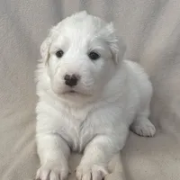 Dandi, a female Australian Shepherd and Great Pyrenees for sale in Lynchburg, VA – Photo 4 of 4