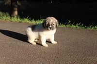 Poppy, a female Australian Shepherd and Great Pyrenees for sale in Lynchburg, VA – 6 of 6
