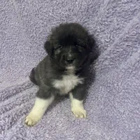 C-M1 Christmas, a male Australian Shepherd and Great Pyrenees for sale in Lynchburg, VA – Photo 7 of 8
