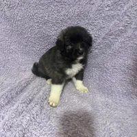 C-M1 Christmas, a male Australian Shepherd and Great Pyrenees for sale in Lynchburg, VA – Photo 6 of 8