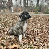 C-M1 Christmas, a male Australian Shepherd and Great Pyrenees for sale in Lynchburg, VA – Photo 1 of 8