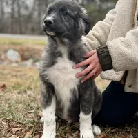 C-M1 Christmas, a male Australian Shepherd and Great Pyrenees for sale in Lynchburg, VA – Photo 4 of 8