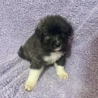 C-M1 Christmas, a male Australian Shepherd and Great Pyrenees for sale in Lynchburg, VA – Photo 5 of 8
