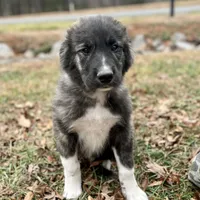 C-M1 Christmas, a male Australian Shepherd and Great Pyrenees for sale in Lynchburg, VA – Photo 3 of 8