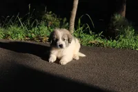 Samson, a male Australian Shepherd and Great Pyrenees for sale in Lynchburg, VA – 5 of 6