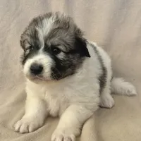 Henry, a male Australian Shepherd and Great Pyrenees for sale in Lynchburg, VA – Photo 4 of 6