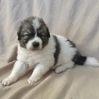 Henry, a male Australian Shepherd and Great Pyrenees for sale in Lynchburg, VA – Photo 5 of 6