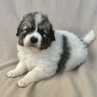 Henry, a male Australian Shepherd and Great Pyrenees for sale in Lynchburg, VA – Photo 1 of 6