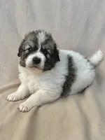 processed/462f3d09-0f96-4797-8734-057138279c53/listing/1f86e455-d483-4279-96c1-c71fce102fa7/33cfe766-c120-4aec-8012-4f5a886dbf37