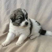 Henry, a male Australian Shepherd and Great Pyrenees for sale in Lynchburg, VA – Photo 6 of 6
