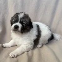 Henry, a male Australian Shepherd and Great Pyrenees for sale in Lynchburg, VA – Photo 2 of 6