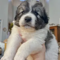 Henry, a male Australian Shepherd and Great Pyrenees for sale in Lynchburg, VA – Photo 3 of 6