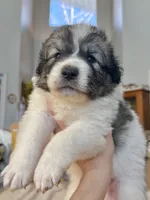 processed/462f3d09-0f96-4797-8734-057138279c53/listing/1f86e455-d483-4279-96c1-c71fce102fa7/fc49737e-1a1c-4824-bfa8-ddbe2ea91685