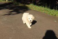 Benji, a male Australian Shepherd and Great Pyrenees for sale in Lynchburg, VA – 7 of 8