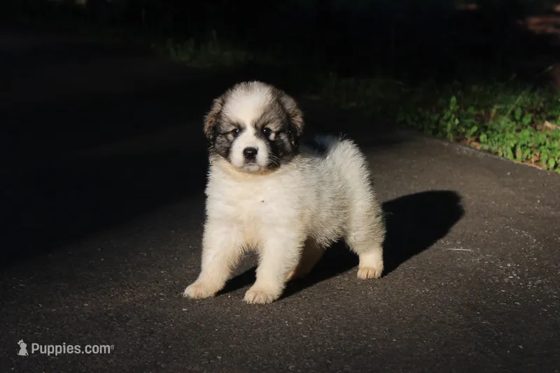 Iris – Australian Shepherd, Great Pyrenees puppy for sale in Lynchburg, VA