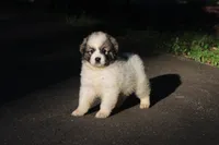 Iris, a female Australian Shepherd and Great Pyrenees for sale in Lynchburg, VA – 1 of 5