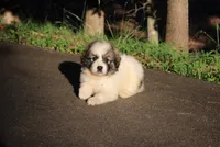Iris, a female Australian Shepherd and Great Pyrenees for sale in Lynchburg, VA – 2 of 5