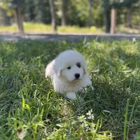 Ruthie F1 - Alfredo, a female Australian Shepherd and Great Pyrenees for sale in Lynchburg, VA – Photo 6 of 9