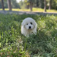 Ruthie F1 - Alfredo, a female Australian Shepherd and Great Pyrenees for sale in Lynchburg, VA – Photo 5 of 9