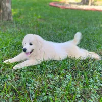 Ruthie F1 - Alfredo, a female Australian Shepherd and Great Pyrenees for sale in Lynchburg, VA – Photo 2 of 9