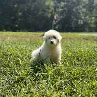 Ruthie F1 - Alfredo, a female Australian Shepherd and Great Pyrenees for sale in Lynchburg, VA – Photo 4 of 9