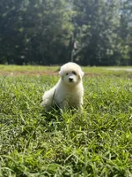 processed/462f3d09-0f96-4797-8734-057138279c53/listing/35548b65-a09c-4c7f-a719-37d4bbd4b5ba/a61f6476-135d-4da4-aaa4-7d845c7ed4dd