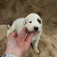 Ruthie F1 - Alfredo, a female Australian Shepherd and Great Pyrenees for sale in Lynchburg, VA – Photo 8 of 9