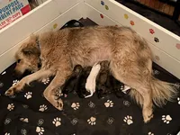 processed/462f3d09-0f96-4797-8734-057138279c53/listing/35548b65-a09c-4c7f-a719-37d4bbd4b5ba/c9c01fca-81b1-4c29-a13f-995aef7d5672