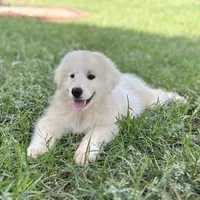 Ruthie F1 - Alfredo, a female Australian Shepherd and Great Pyrenees for sale in Lynchburg, VA – Photo 1 of 9